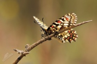 Pestrokřídlec západní - Zerynthia rumina - Spanish Festoon 5235